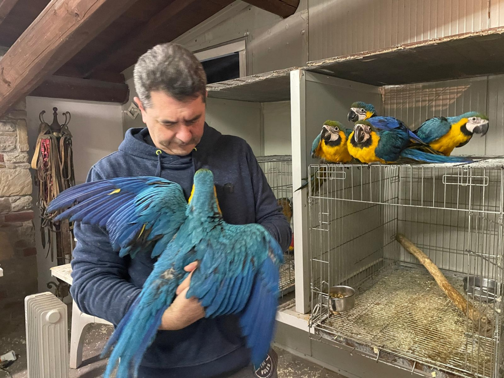 papagei kaufen